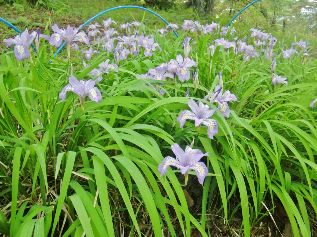 安積山公園の写真2