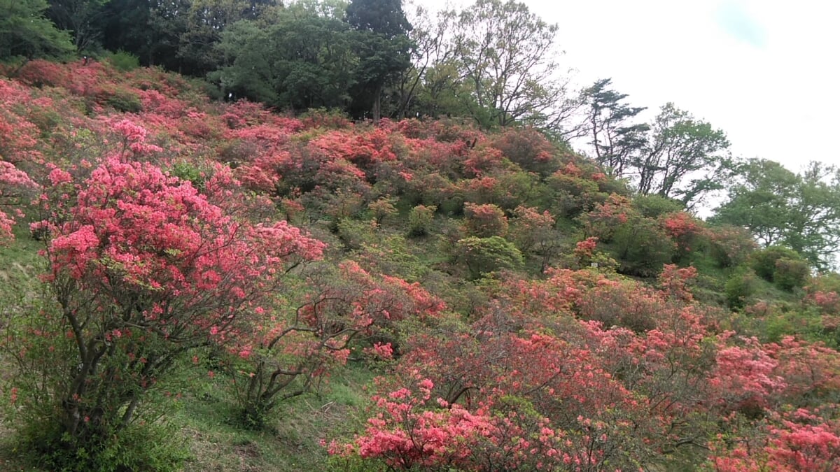 風呂山公園の写真1