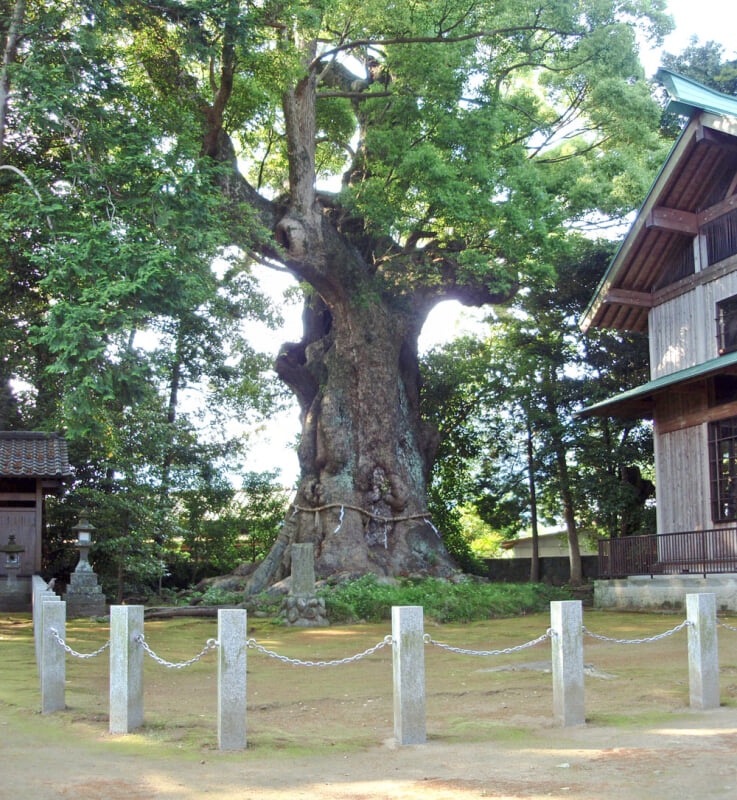 来宮神社の写真2