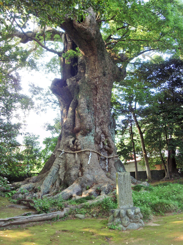 来宮神社の写真3