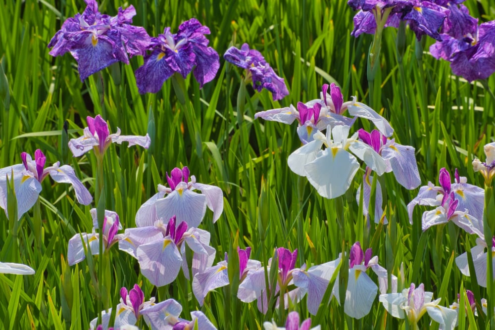 横須賀しょうぶ園の写真3