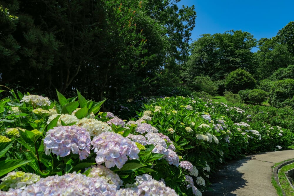 横須賀しょうぶ園の写真4