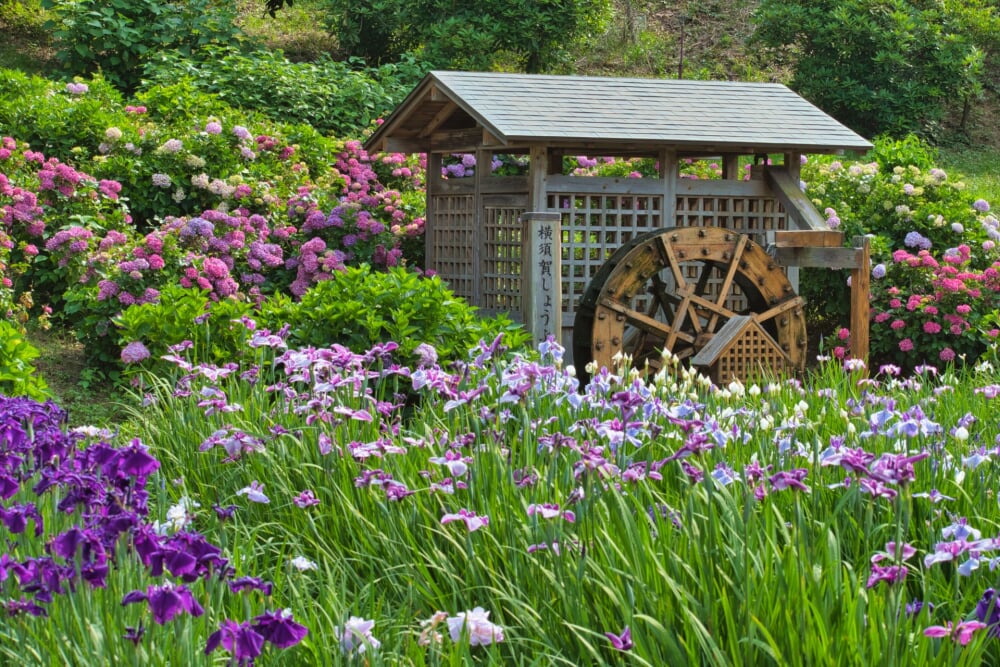 横須賀しょうぶ園の写真6