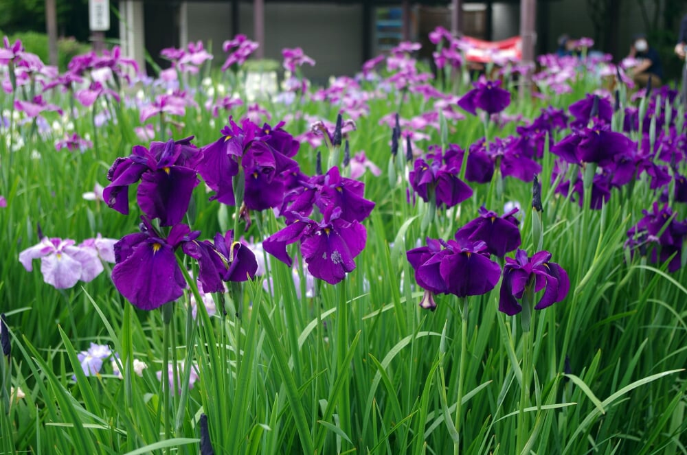 横須賀しょうぶ園の写真7