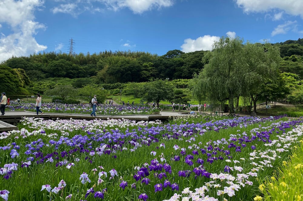 横須賀しょうぶ園の写真8