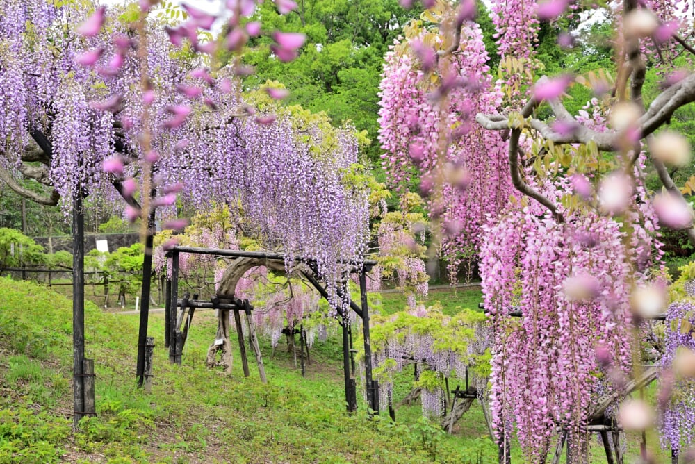 横須賀しょうぶ園の写真9