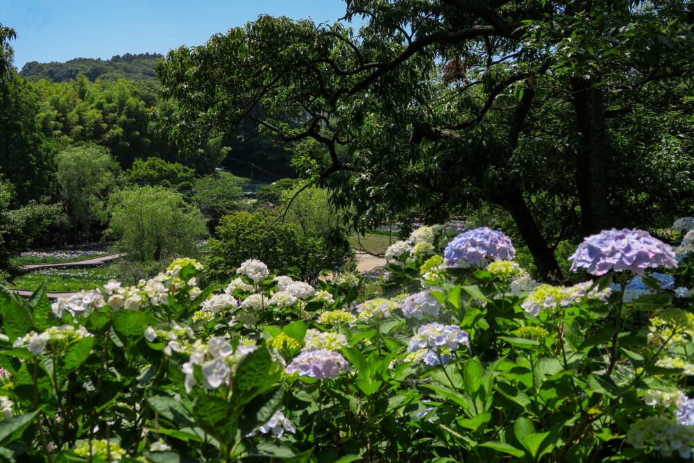 横須賀しょうぶ園の写真10