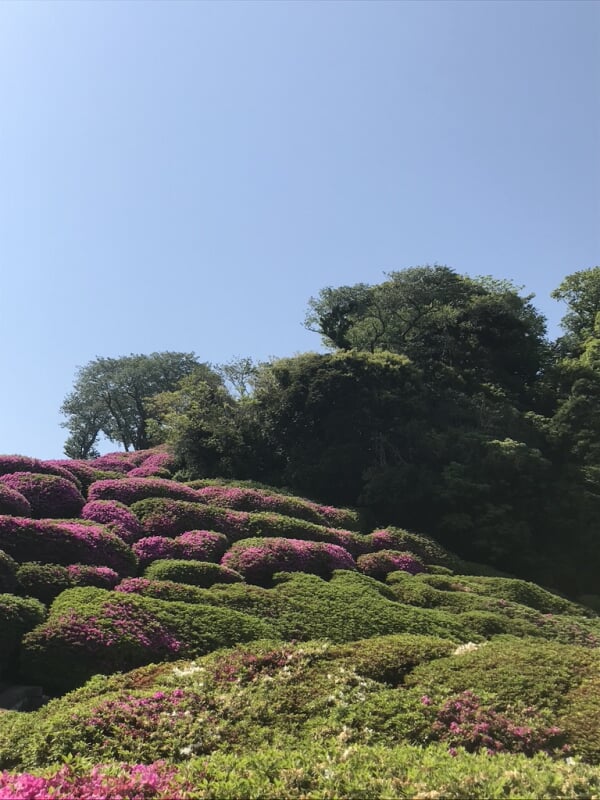 太田和つつじの丘の写真2