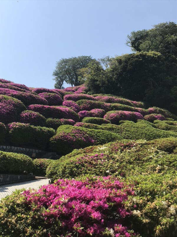 太田和つつじの丘の写真3