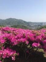 太田和つつじの丘