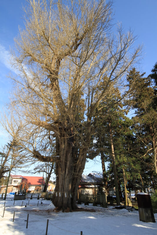 新宮熊野神社の写真3