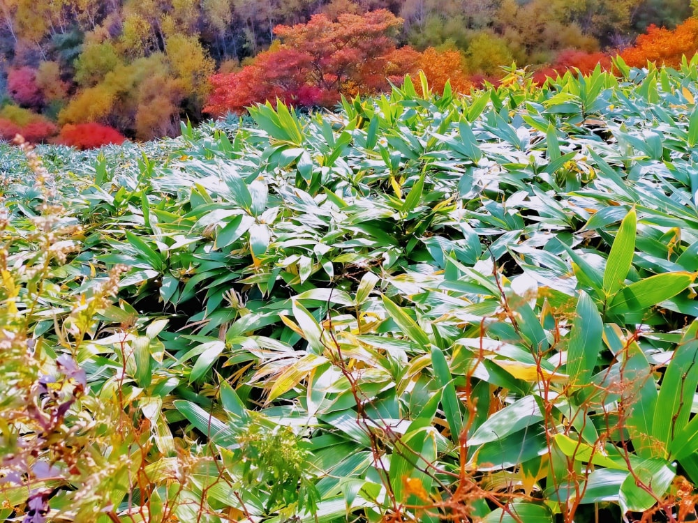 那須高原の写真2