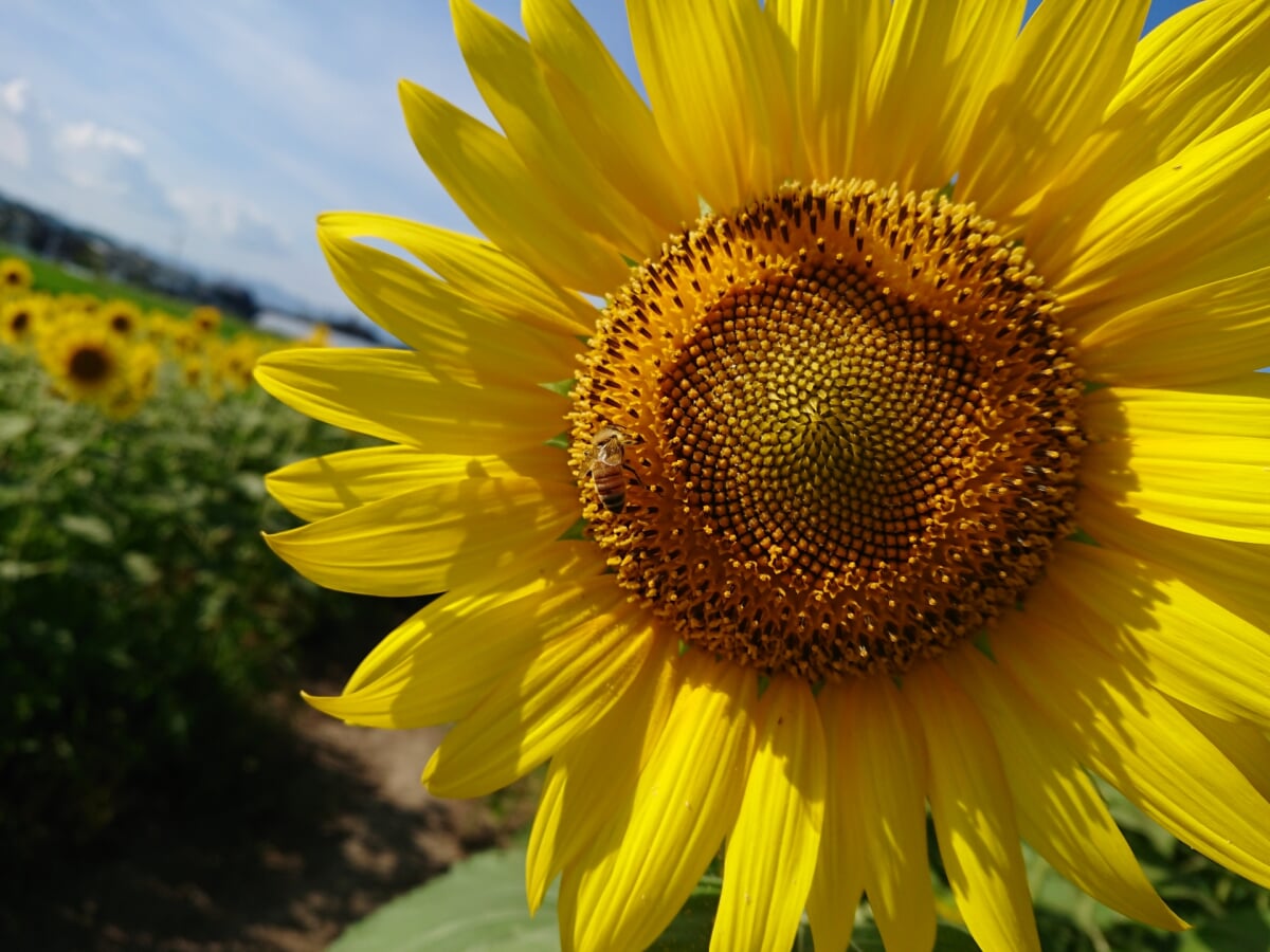 斐川公園の写真2