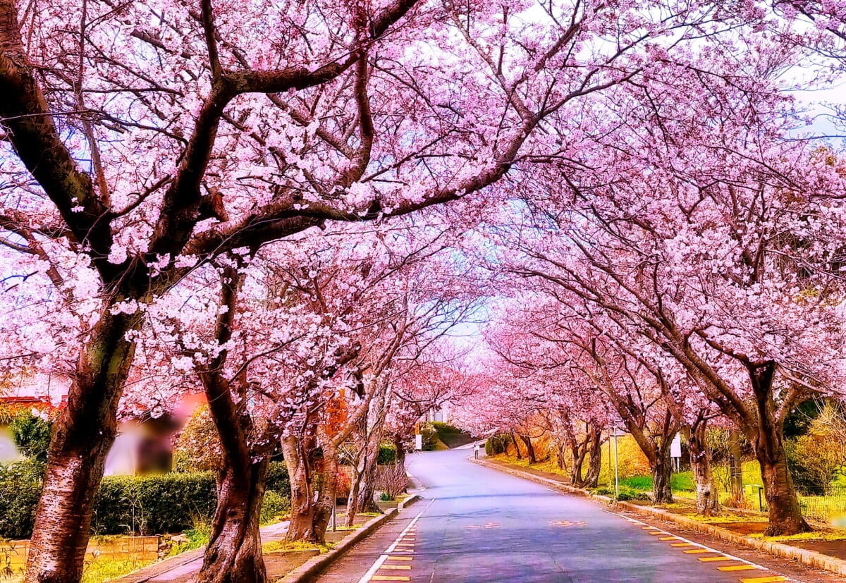 斐川公園の写真3