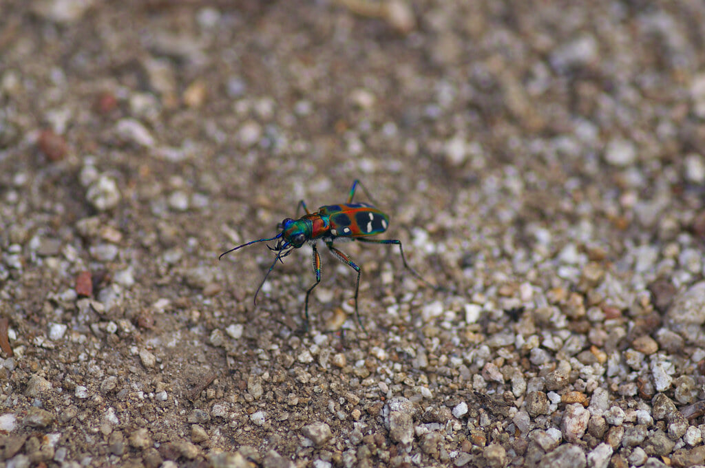 かもがた町家公園の写真3