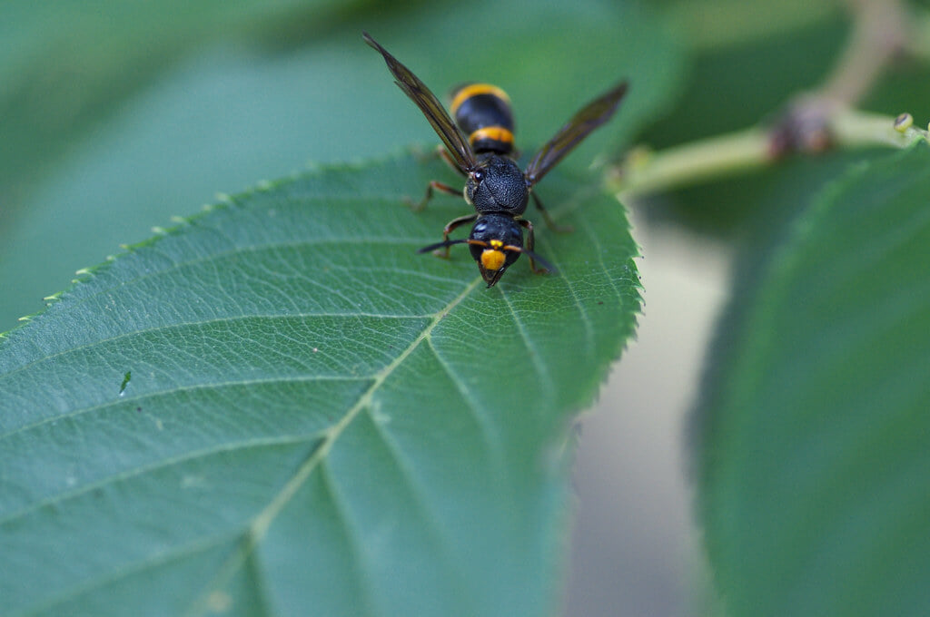 かもがた町家公園の写真1