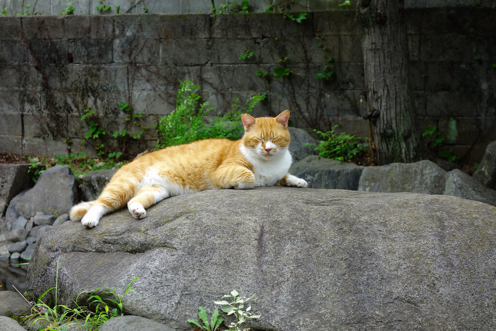 石神井川緑道の写真1