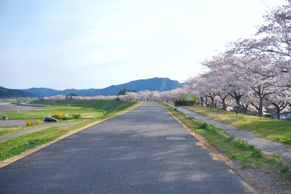 桜づつみ公園の写真3