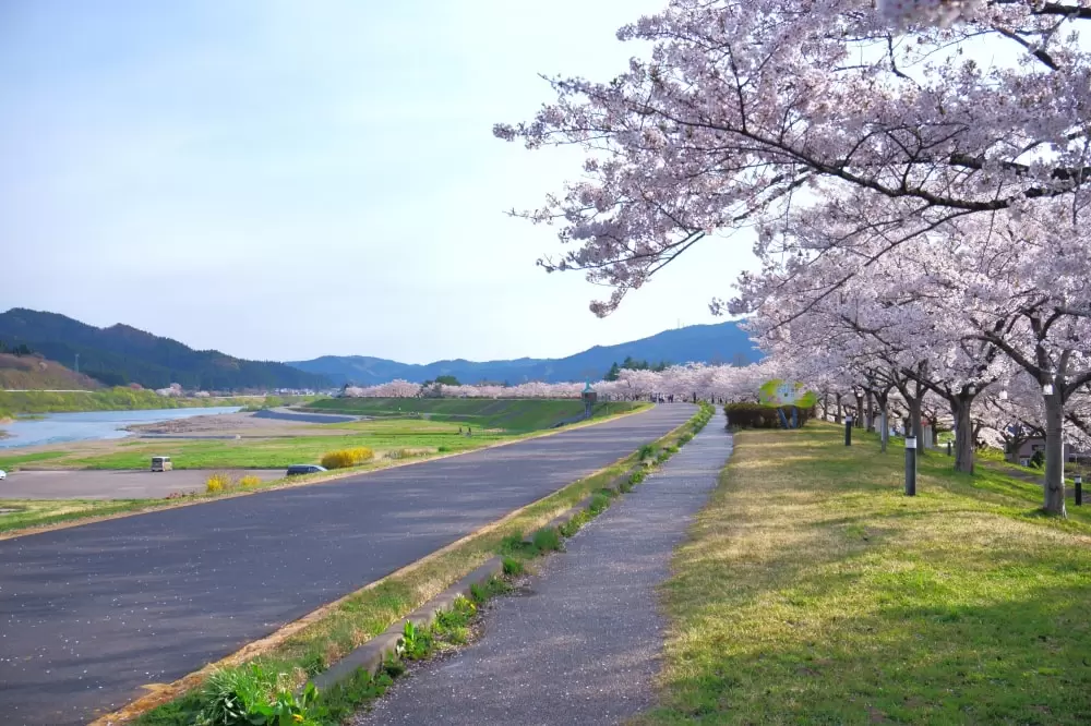 桜づつみ公園の写真1