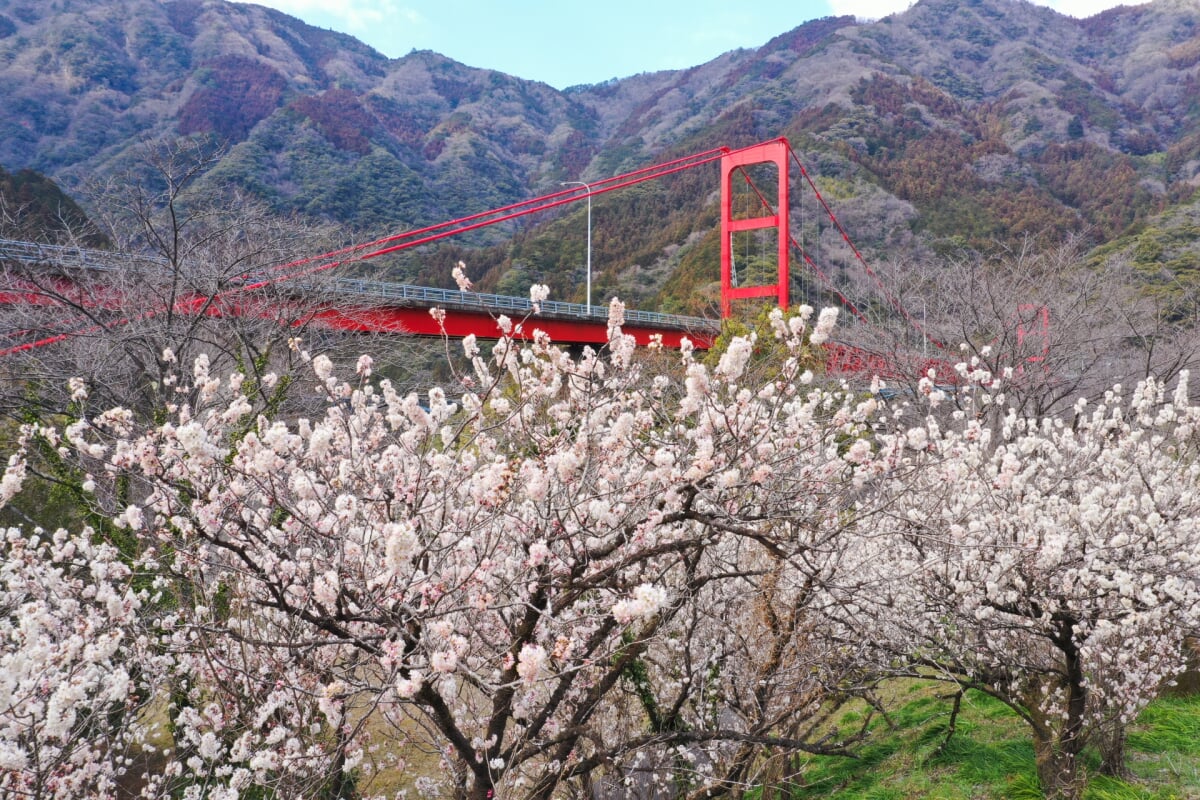 大渡ダムの写真3