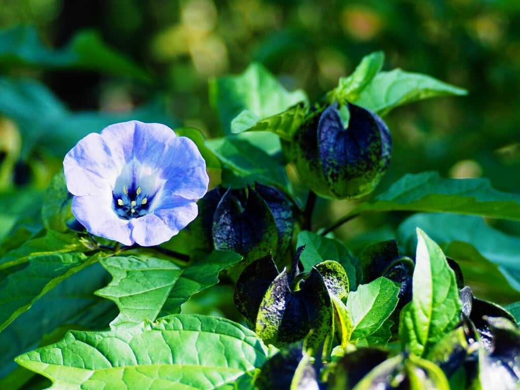 熊山英国庭園の写真2