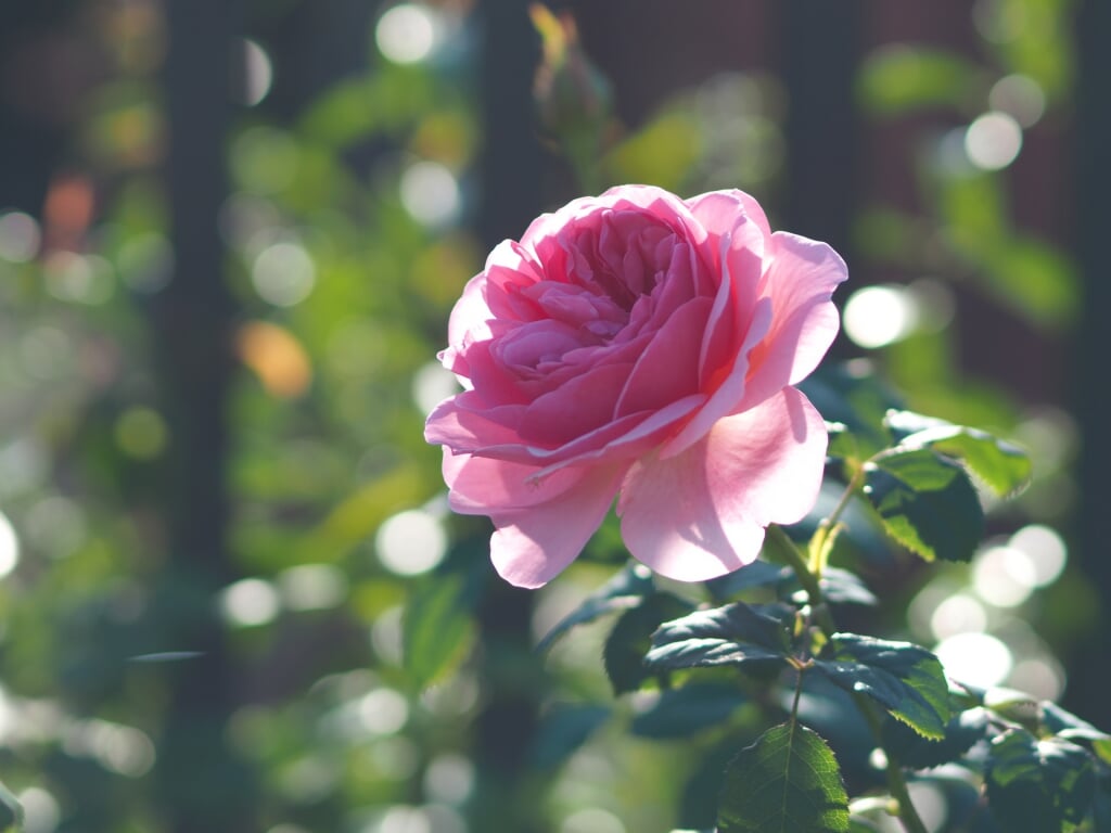 熊山英国庭園の写真3