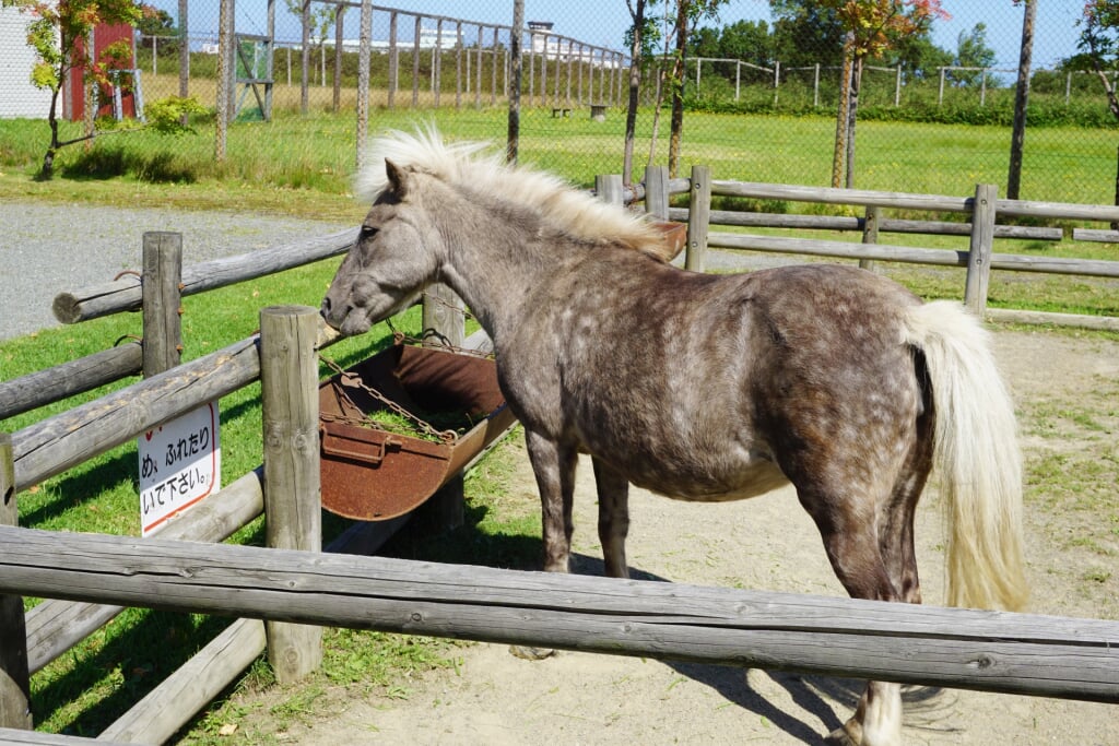 稚内市動物ふれあいランドの写真3