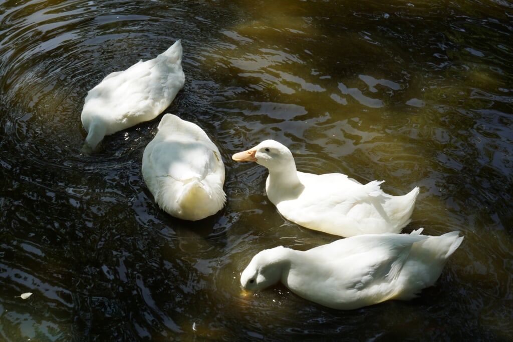 稚内市動物ふれあいランドの写真4
