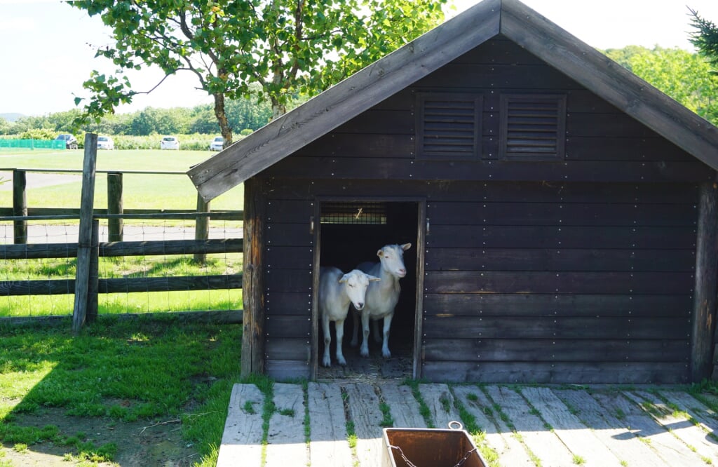 稚内市動物ふれあいランドの写真5