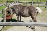 稚内市動物ふれあいランド