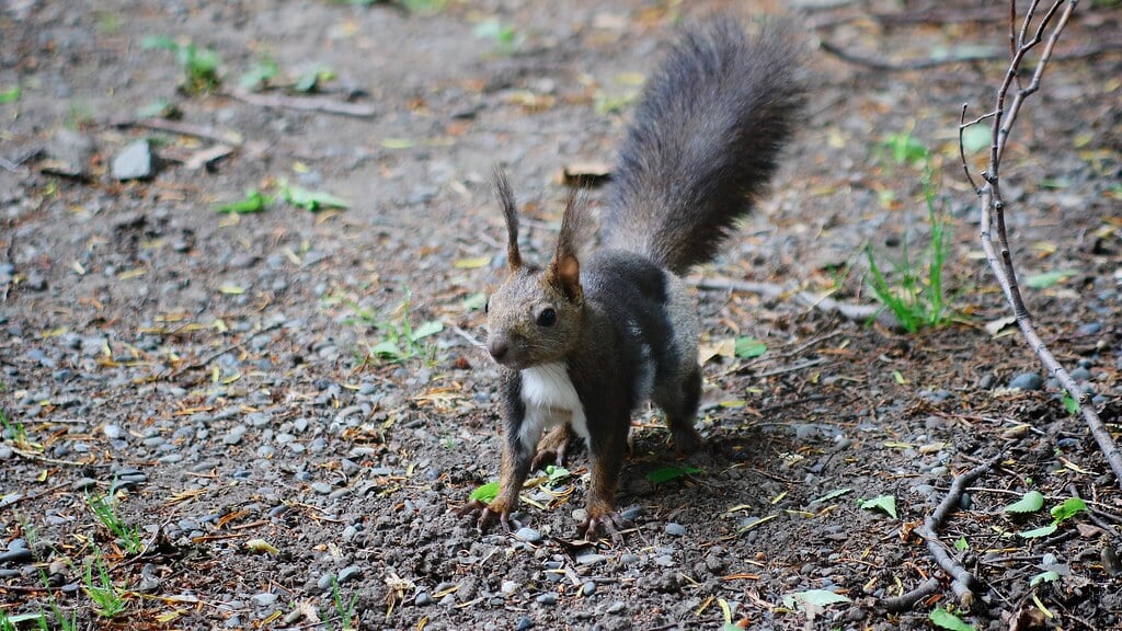 円山公園の写真2