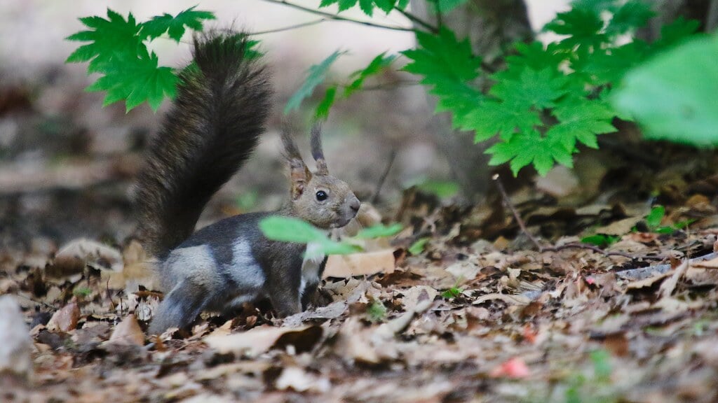 円山公園の写真4