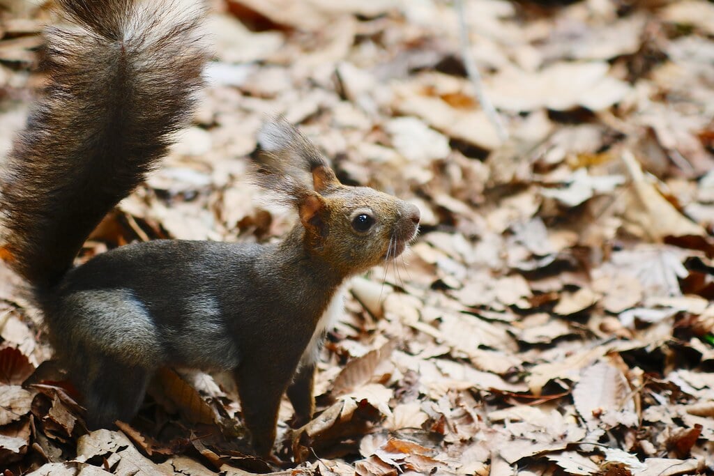 円山公園の写真5