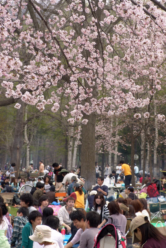 円山公園の写真6