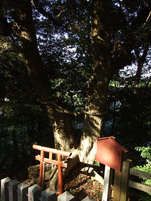 大鷲神社の写真9