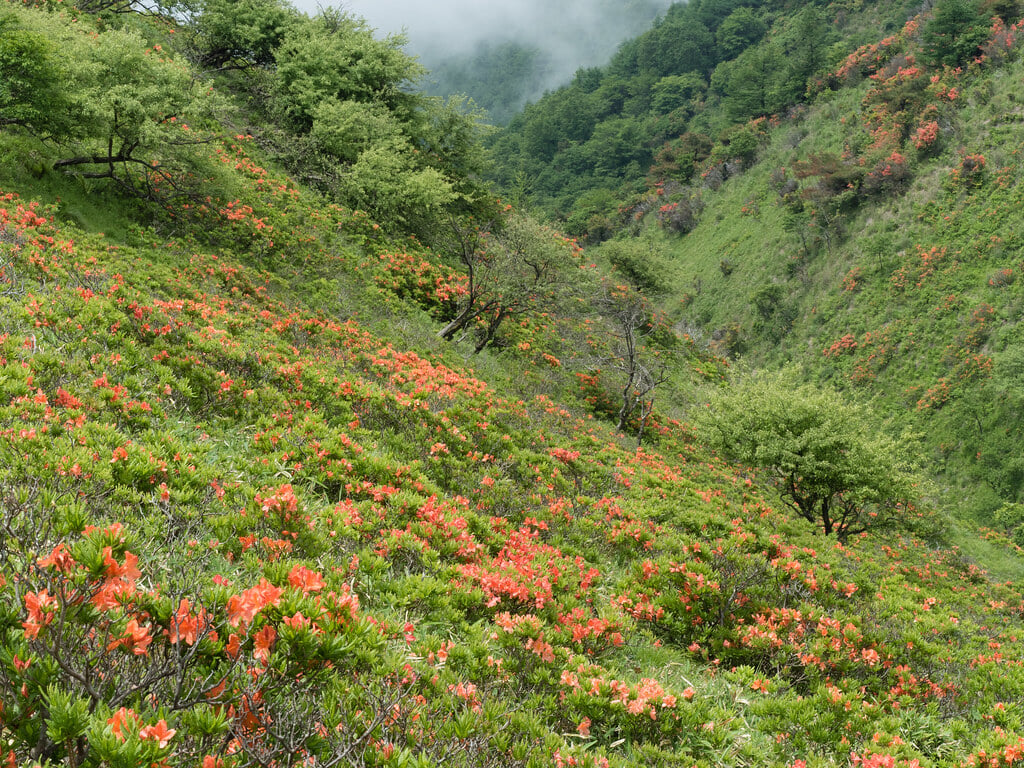 高ボッチ高原の写真2