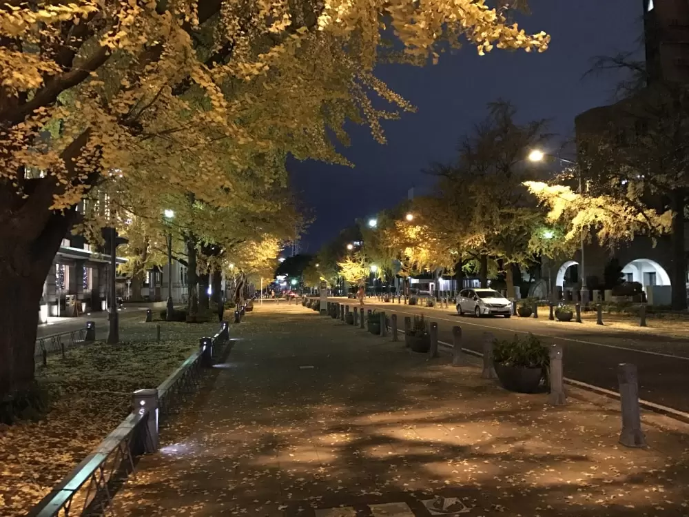 日本大通りの写真1