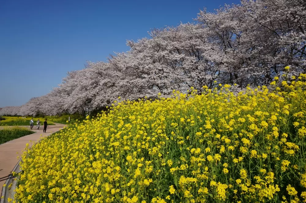 さくら堤公園の写真1