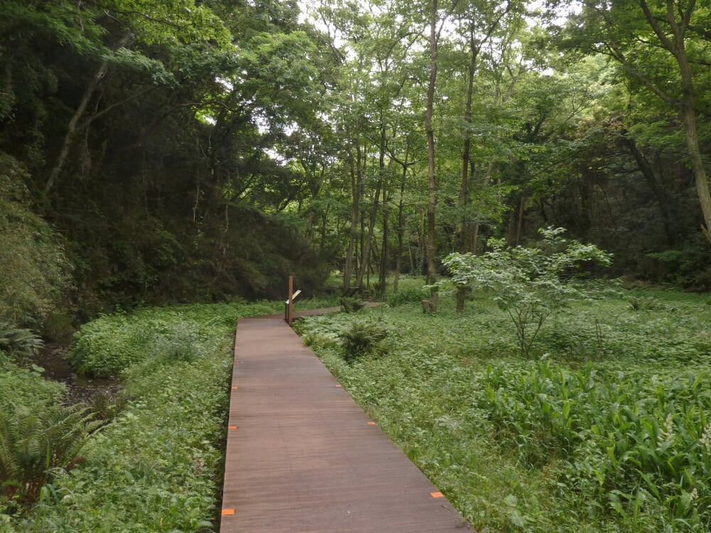 小網代の森の写真3