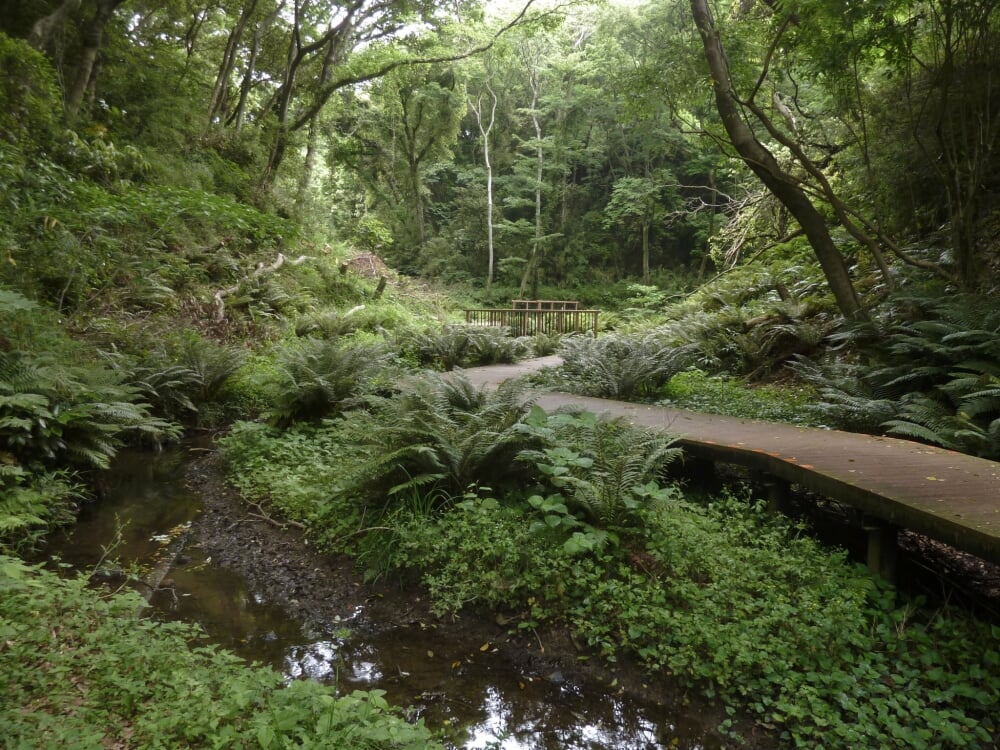 小網代の森の写真1