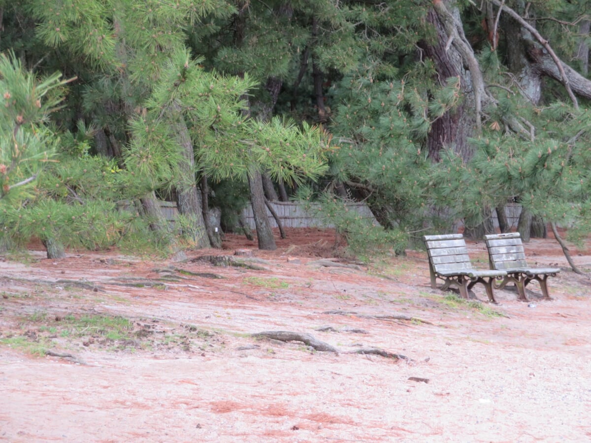 気比の松原(松原公園)の写真4