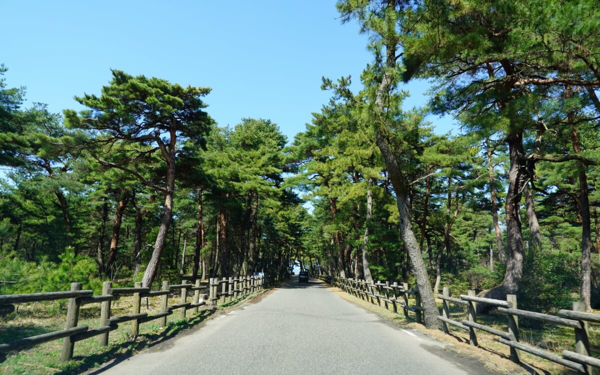 気比の松原(松原公園)の写真9