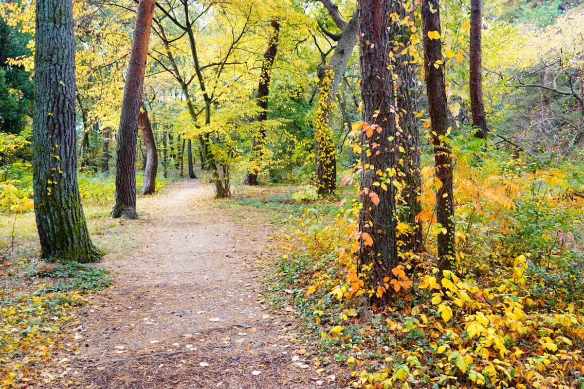 気比の松原(松原公園)の写真12