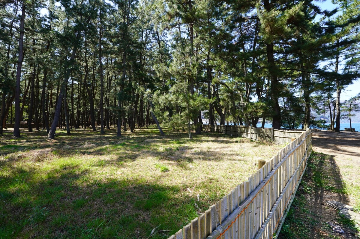 気比の松原(松原公園)の写真13