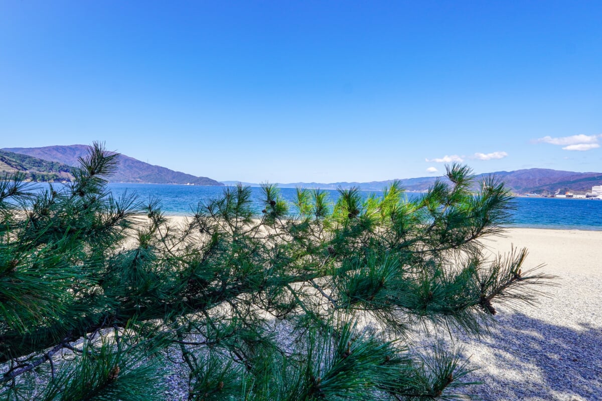 気比の松原(松原公園)の写真14