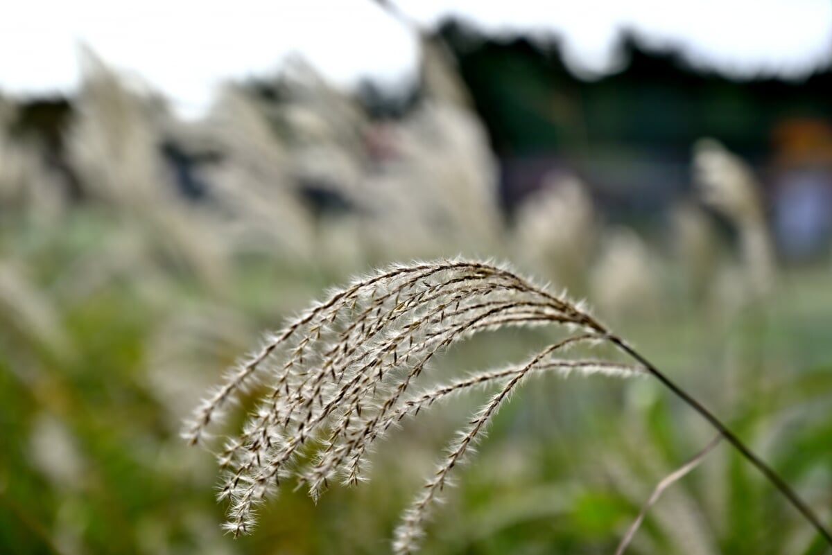 らかん高原の写真2