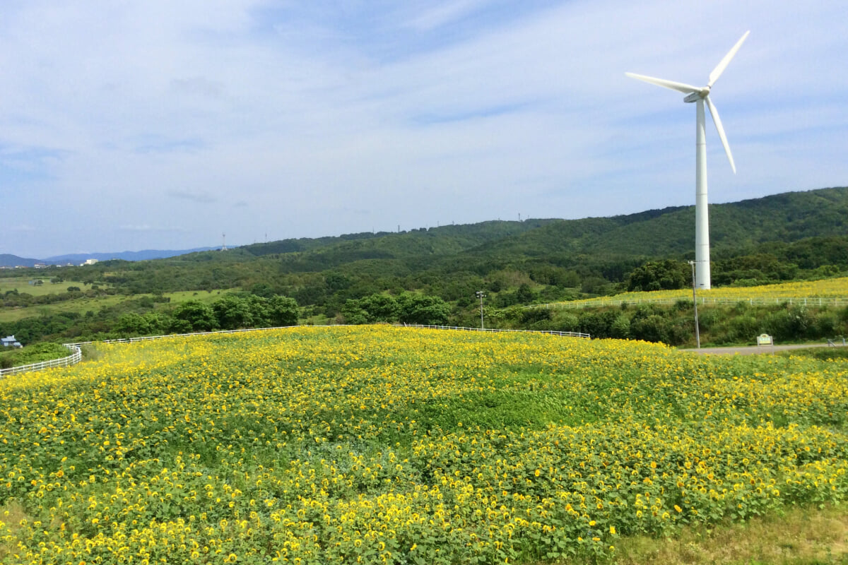 礼受牧場の写真1