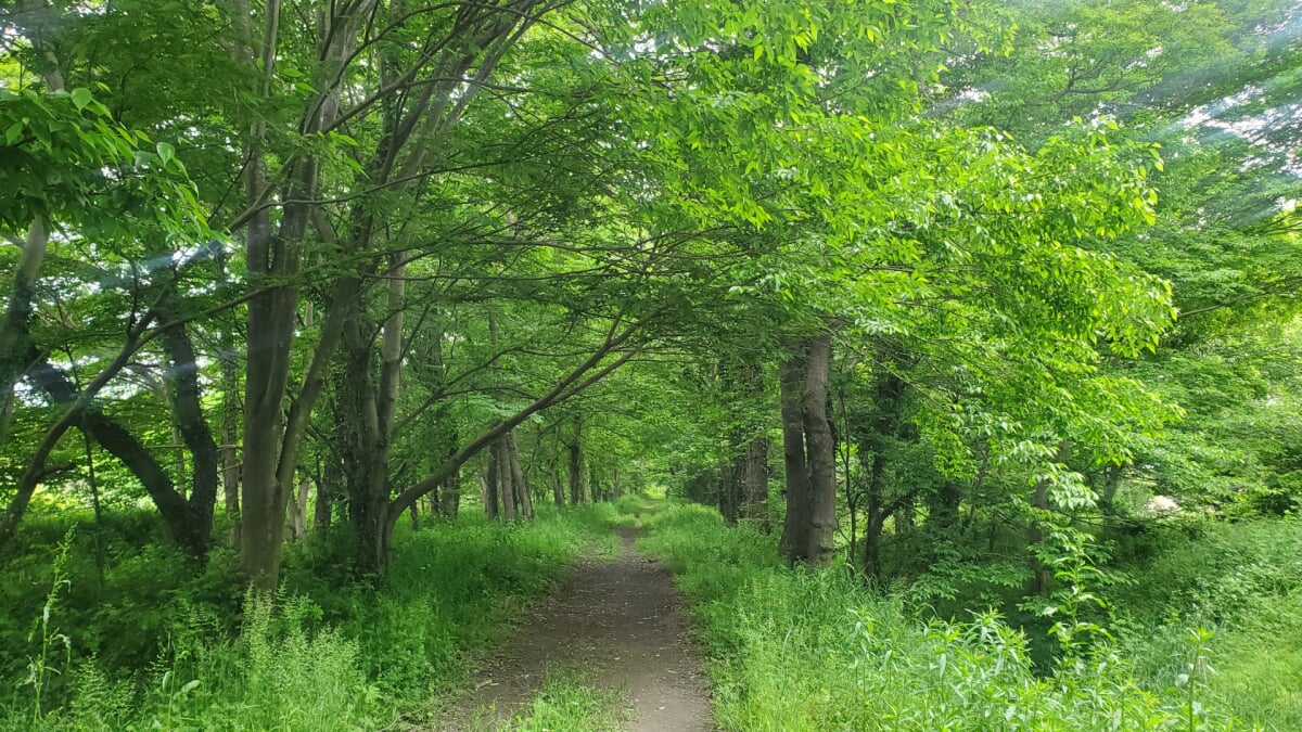 三ツ又沼ビオトープの写真2
