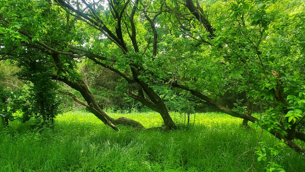 三ツ又沼ビオトープの写真3
