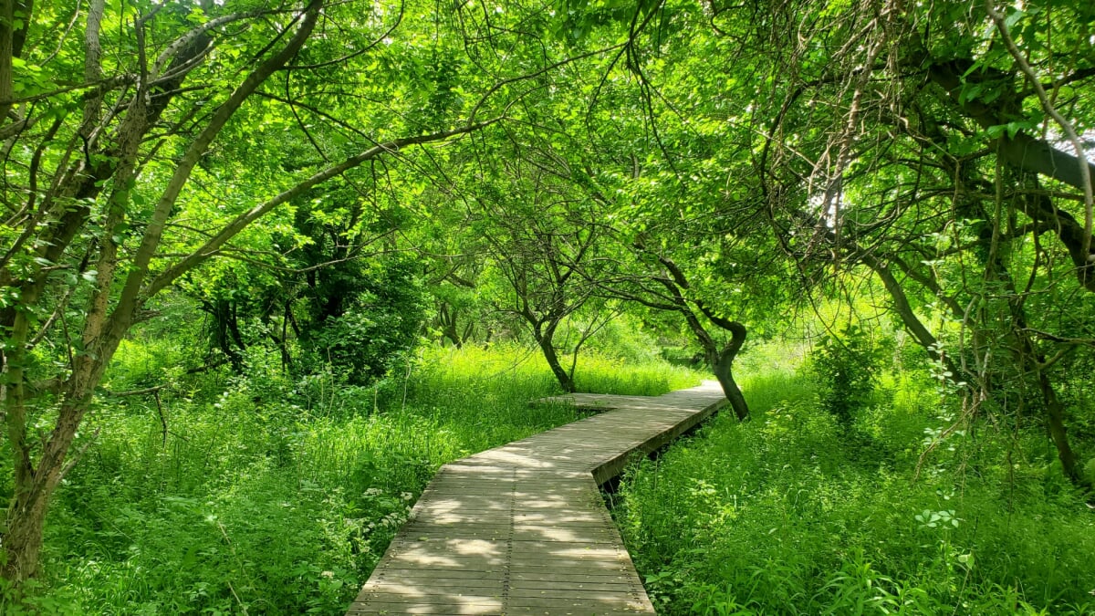 三ツ又沼ビオトープの写真1